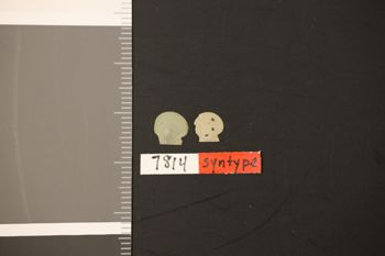 Media type: image;   Malacology 7814 Description: Digital documentation photo of dry specimen;
